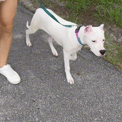 Protetor Antiderrapante para Patas de Pets: Segurança em Ambientes Escorregadios