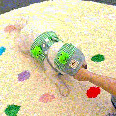 Boné e Peitoral de Luxo para Pets – Estilo e Conforto em Passeios